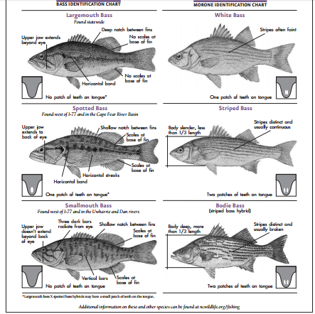 Types of bass: Knowing the differences